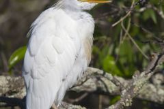 Cattle Egret, Bubulcus ibis