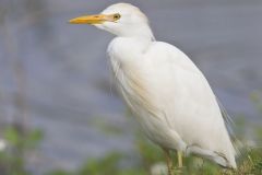 Cattle Egret, Bubulcus ibis