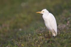 Cattle Egret, Bubulcus ibis