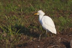 Cattle Egret, Bubulcus ibis