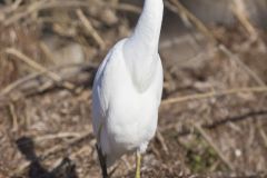 Cattle Egret, Bubulcus ibis