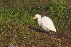 Cattle Egret, Bubulcus ibis