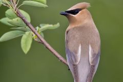 Cedar Waxwing, Bombycilla cedrorum