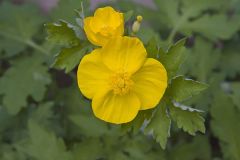 Celandine Poppy, Stylophorum diphyllum