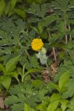 Celandine Poppy, Stylophorum diphyllum