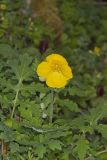 Celandine Poppy, Stylophorum diphyllum