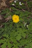 Celandine Poppy, Stylophorum diphyllum
