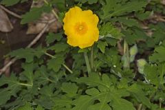 Papaveraceae, Poppy Family