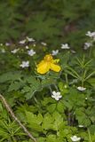 Celandine Poppy, Stylophorum diphyllum