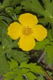 Celandine Poppy, Stylophorum diphyllum