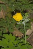 Celandine Poppy, Stylophorum diphyllum