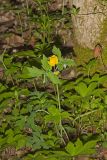 Celandine Poppy, Stylophorum diphyllum