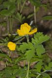 Celandine Poppy, Stylophorum diphyllum