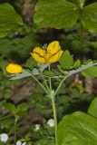 Celandine Poppy, Stylophorum diphyllum