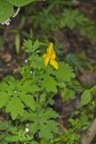 Celandine Poppy, Stylophorum diphyllum