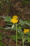 Celandine Poppy, Stylophorum diphyllum