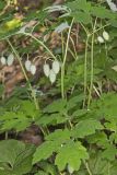Celandine Poppy, Stylophorum diphyllum