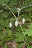 Celandine Poppy, Stylophorum diphyllum