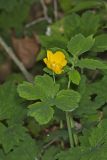 Celandine Poppy, Stylophorum diphyllum