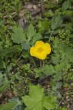 Celandine Poppy, Stylophorum diphyllum