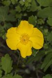 Celandine Poppy, Stylophorum diphyllum