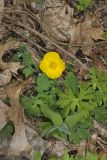 Celandine Poppy, Stylophorum diphyllum