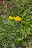 Celandine Poppy, Stylophorum diphyllum