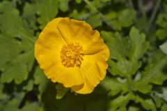 Celandine Poppy, Stylophorum diphyllum