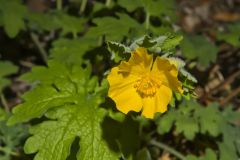 Celandine Poppy, Stylophorum diphyllum