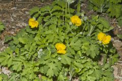 Celandine Poppy, Stylophorum diphyllum