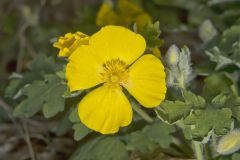 Celandine Poppy, Stylophorum diphyllum