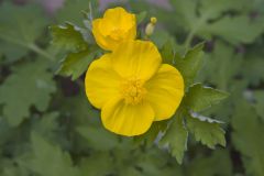 Celandine Poppy, Stylophorum diphyllum