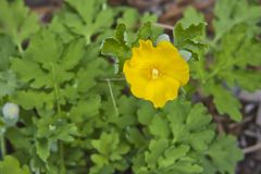 Celandine Poppy, Stylophorum diphyllum