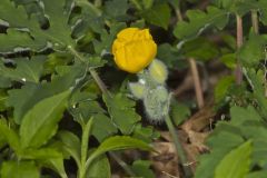 Celandine Poppy, Stylophorum diphyllum