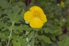 Celandine Poppy, Stylophorum diphyllum
