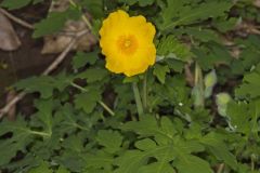 Celandine Poppy, Stylophorum diphyllum