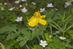 Celandine Poppy, Stylophorum diphyllum