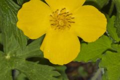 Celandine Poppy, Stylophorum diphyllum