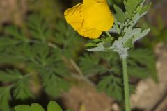 Celandine Poppy, Stylophorum diphyllum