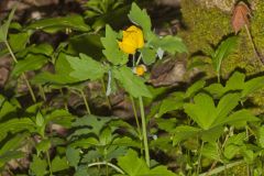 Celandine Poppy, Stylophorum diphyllum