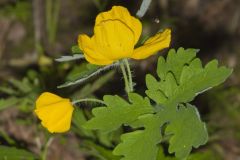 Celandine Poppy, Stylophorum diphyllum