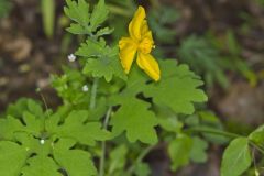 Celandine Poppy, Stylophorum diphyllum