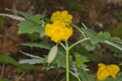 Celandine Poppy, Stylophorum diphyllum