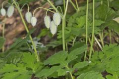 Celandine Poppy, Stylophorum diphyllum
