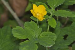 Celandine Poppy, Stylophorum diphyllum