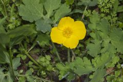 Celandine Poppy, Stylophorum diphyllum