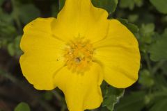 Celandine Poppy, Stylophorum diphyllum