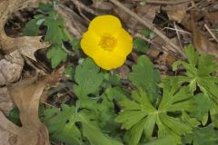 Celandine Poppy, Stylophorum diphyllum