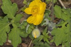 Celandine Poppy, Stylophorum diphyllum