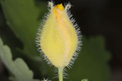 Celandine Poppy, Stylophorum diphyllum